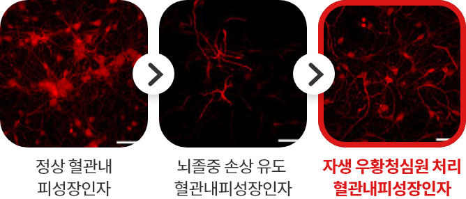 정상 혈관내 피성장인자 - 뇌졸중 손상 유도 
							혈관내피성장인자 - 자생 우황청심원 처리 혈관내피성장인자