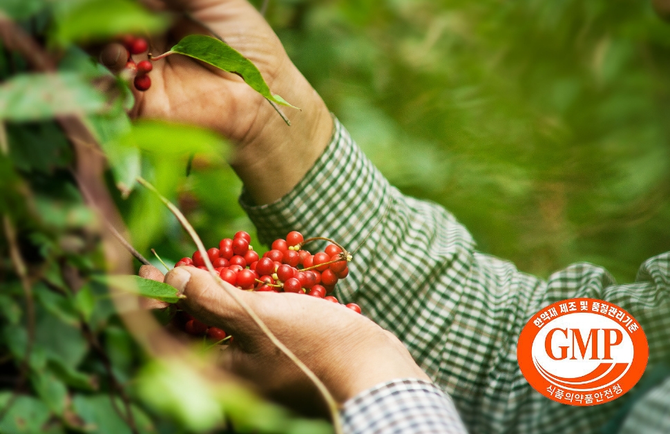 나무에서 약재를 수확하는 모습