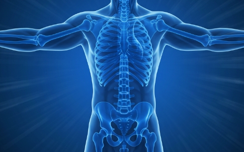 전신 골격과 신경 구조를 표현한 일러스트